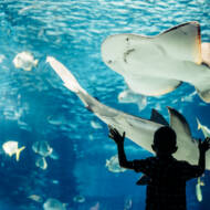 Aquarium