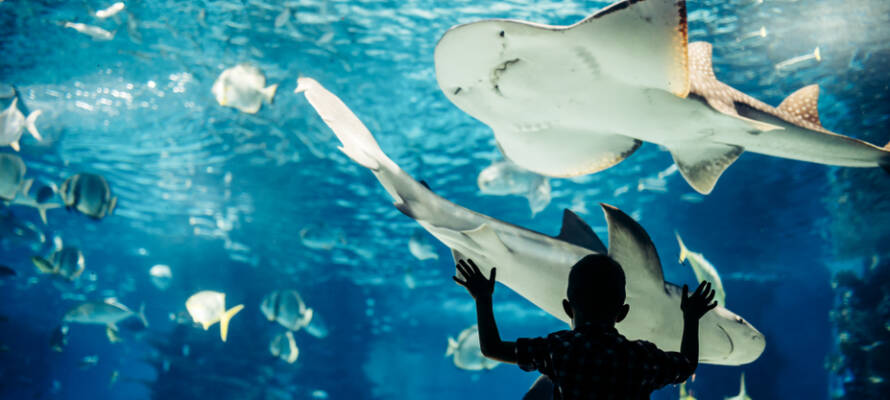 Aquarium