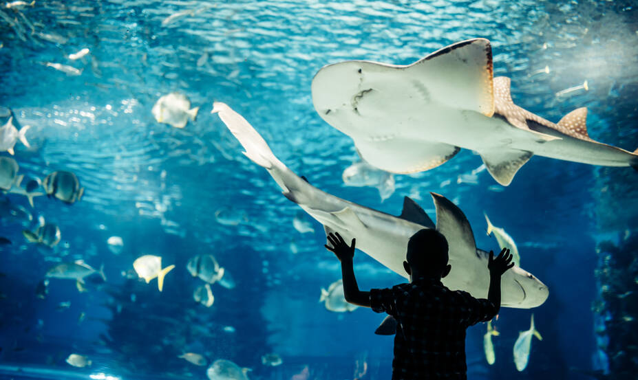 Aquarium
