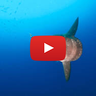 Sunfish