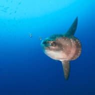 Sunfish