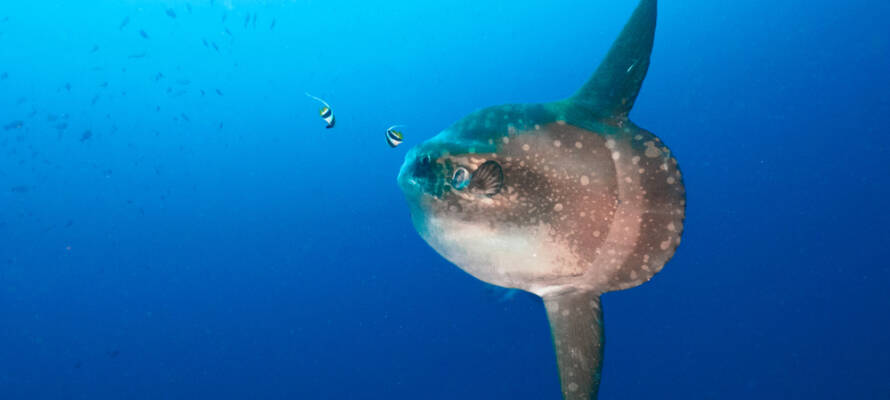 Sunfish