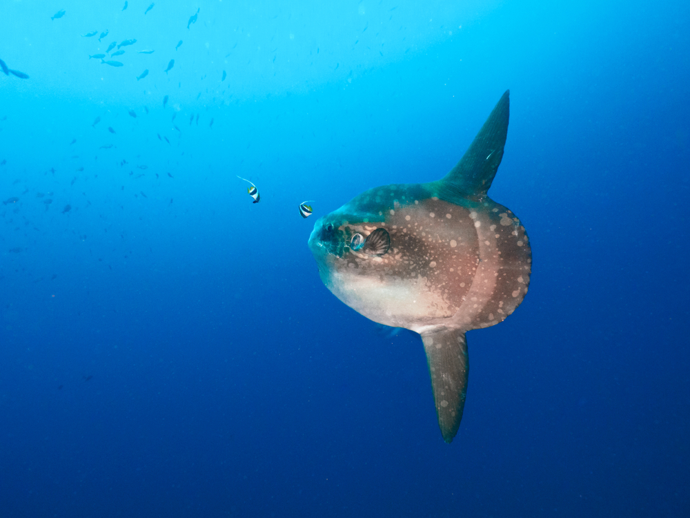 Sunfish