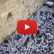 Priestly Blessing
