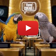 parrots UN